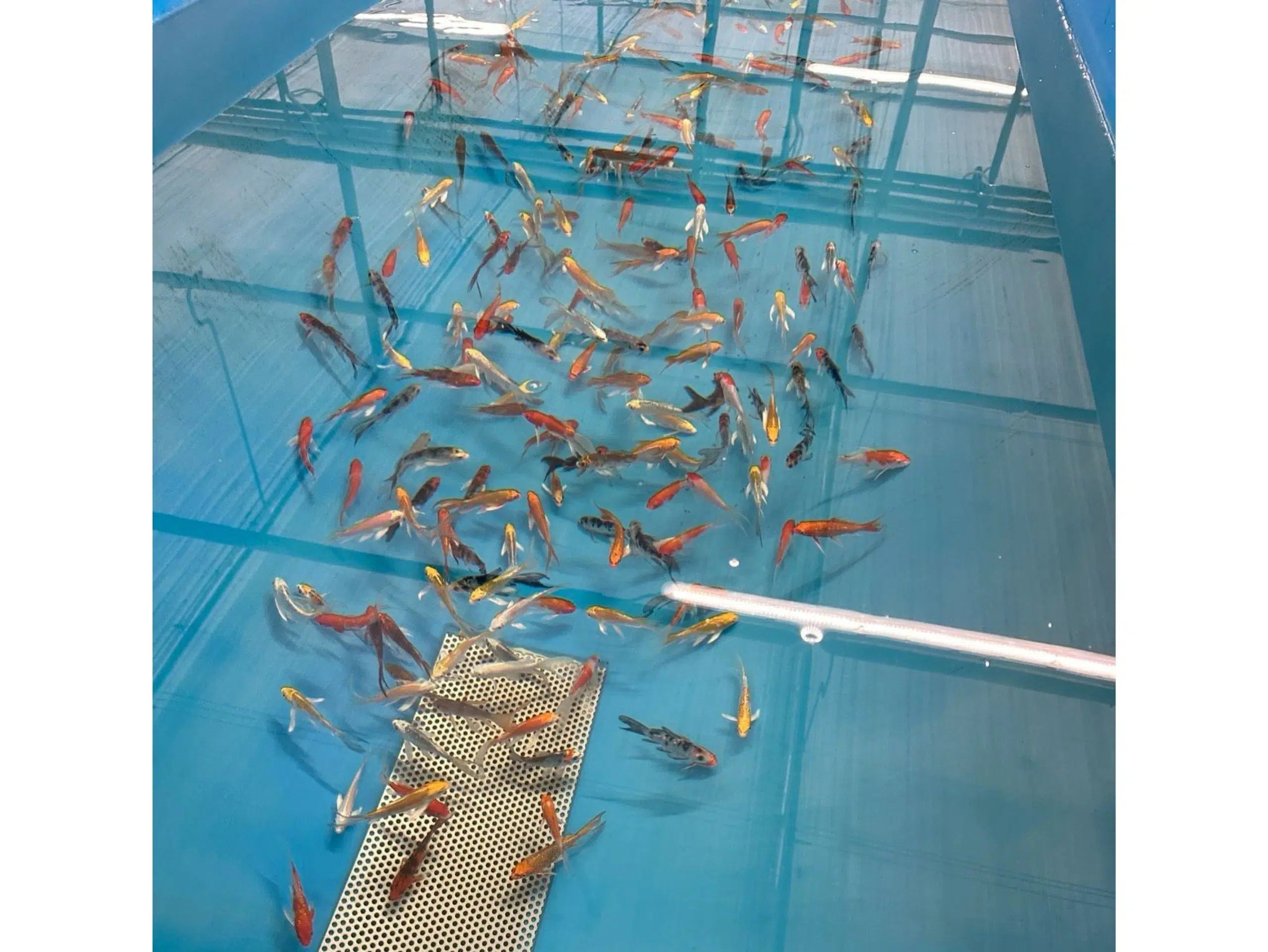 Butterfly Koi 8-12cm