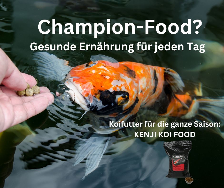 KENJI KOI Snack - Zijderupsen