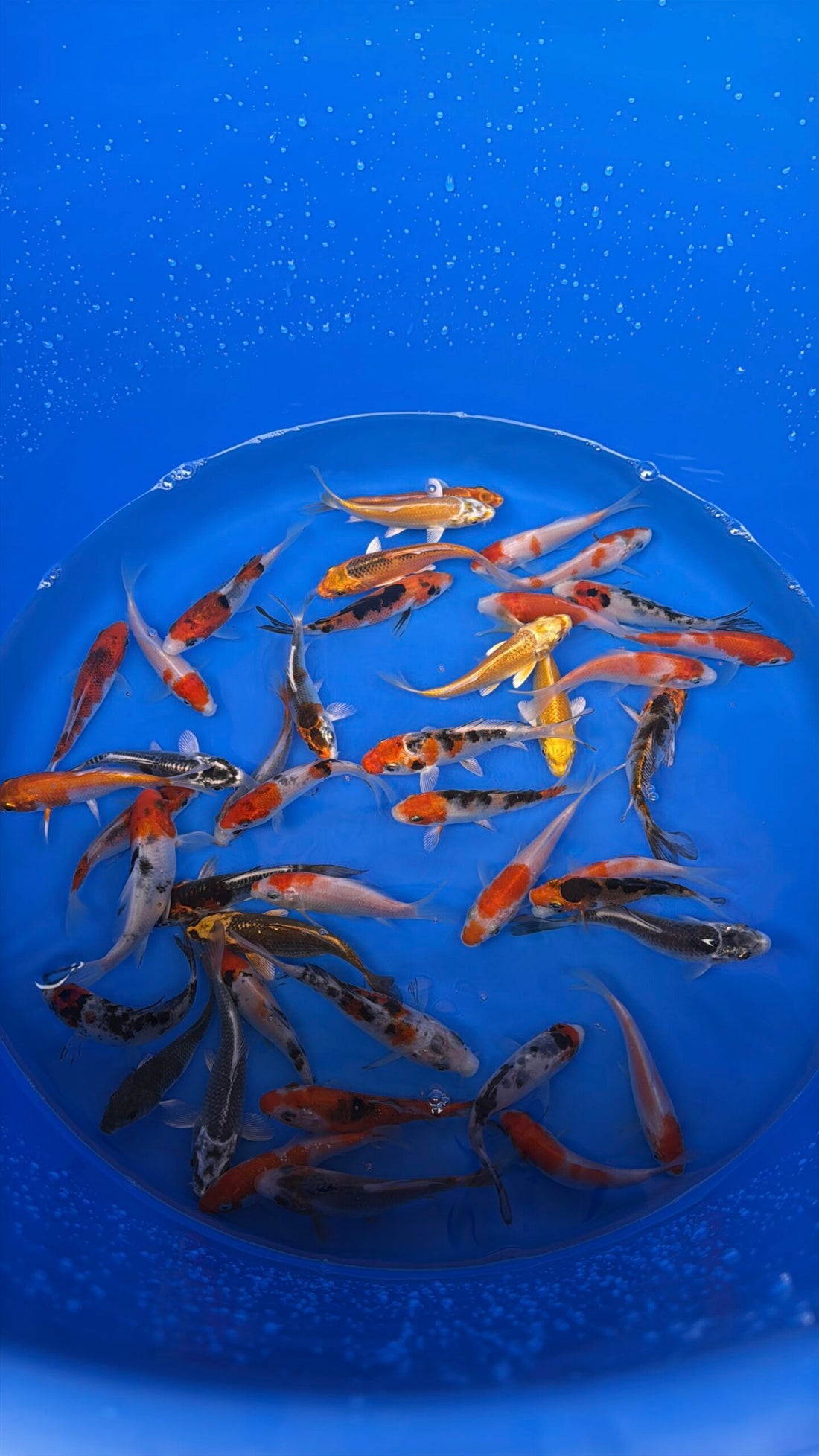 A-Koi Mix 8-10cm