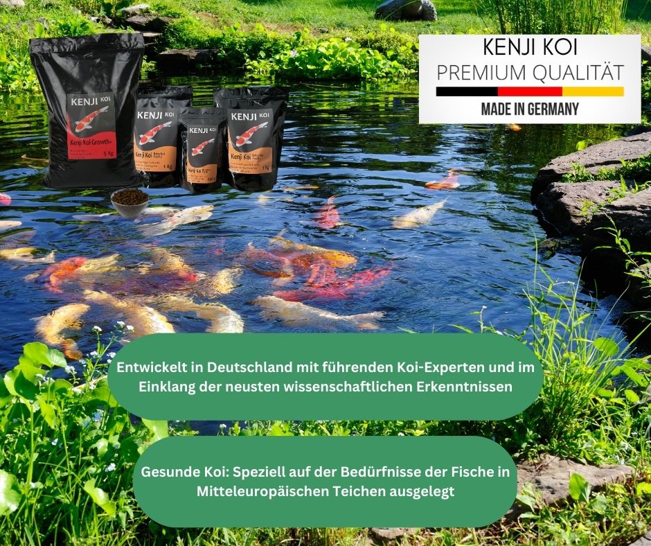 KENJI KOI Snack - Zijderupsen